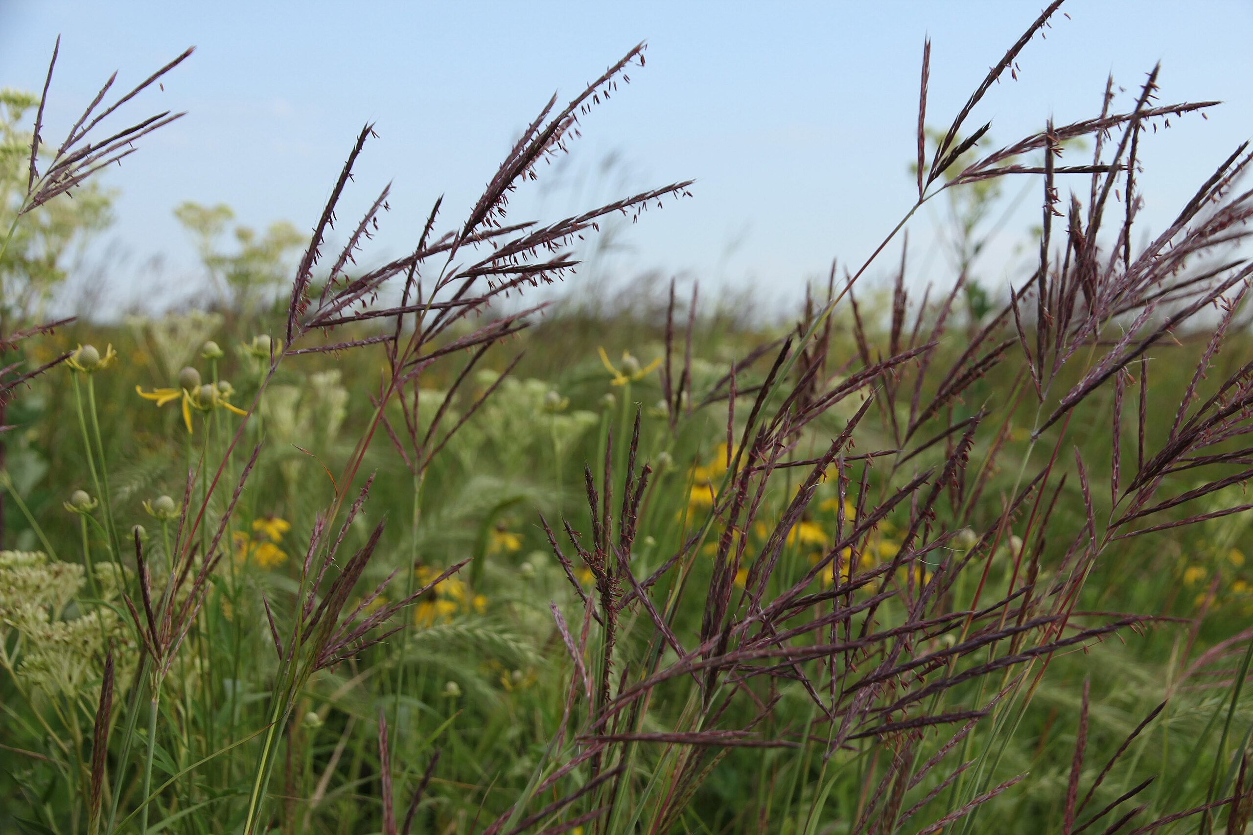 Prairie Grass